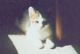 Kater Theo