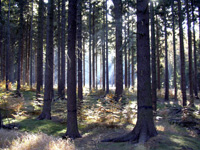 Sonnenstrahlen